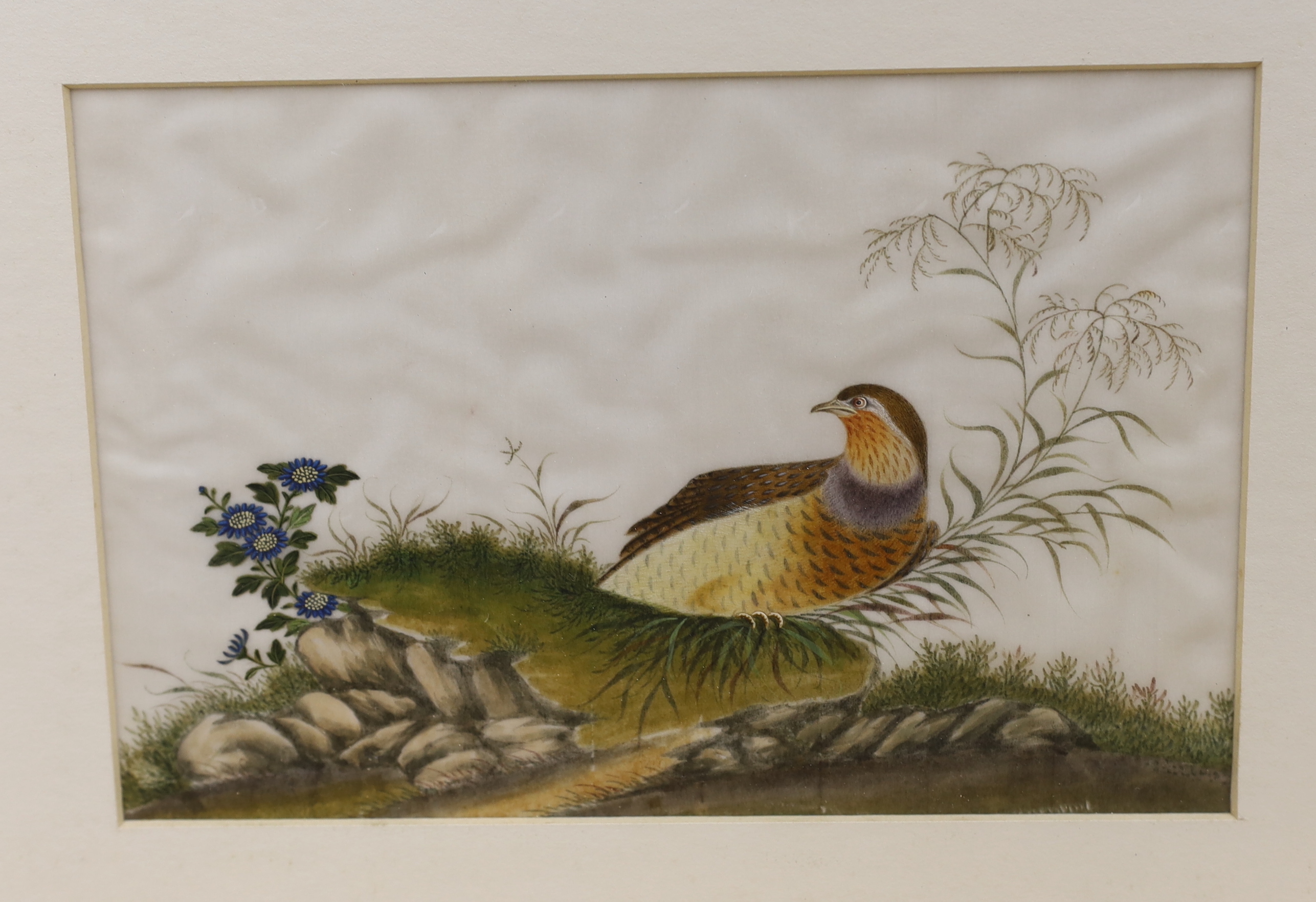 Chinese School, set of four pith paper paintings, Birds of Paradise, 14 x 22cm